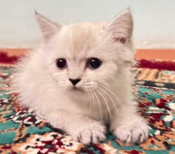 Шотландский страйт окраска серебристый шиншилла Шотландский страйт окраска серебристый шиншилла