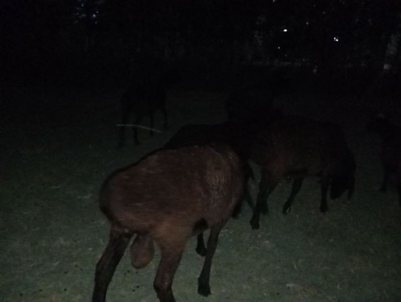 8 bosh katta qoylar va bitta yanvarda tugʻilgan qozigʻar sotiladi