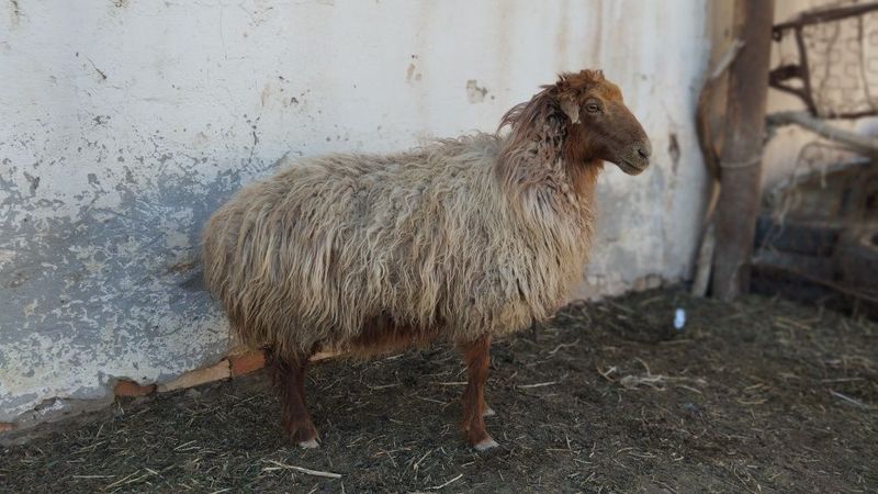 Qoylar satiladi.semiizz soyisliq Qoylar satiladi.semiizz soyisliq