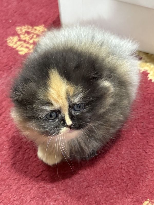 Скоттиш фолд кошка Скоттиш фолд кошка