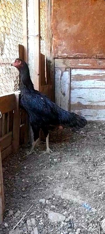 Дакан макиён эртанки