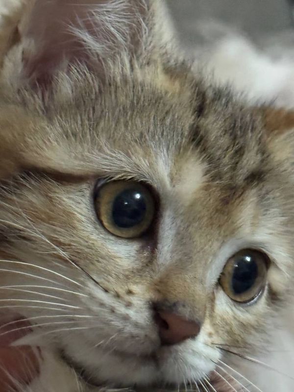 Котенок(мальчик) Котенок(мальчик)