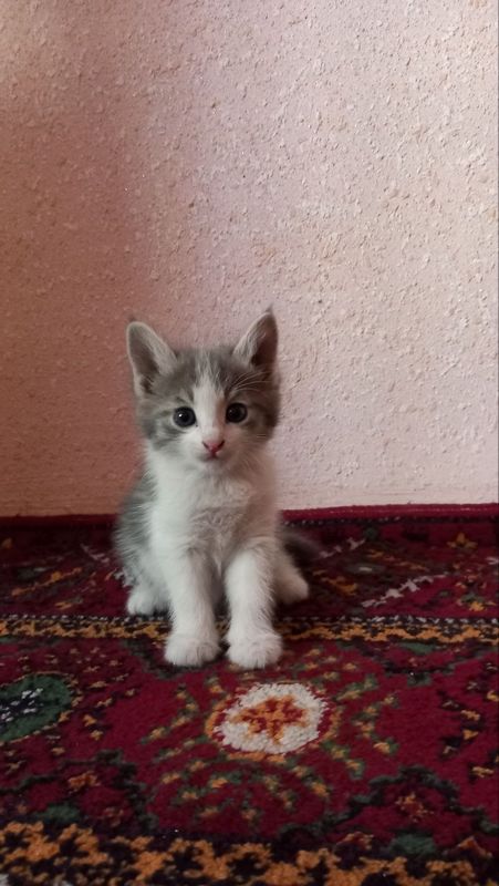 Продаются хорошие котята Продаются хорошие котята