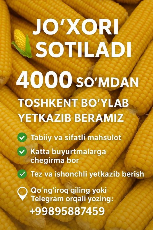 Jo‘xori sotiladi – 4000 so‘mdan, Toshkent bo‘ylab yetkazib beramiz Jo‘xori sotiladi – 4000 so‘mdan, Toshkent bo‘ylab yetkazib beramiz