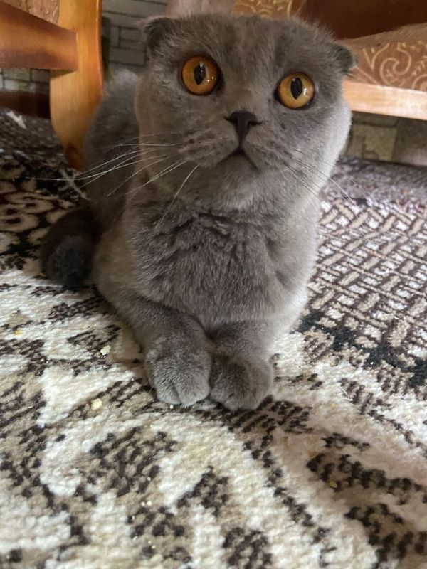 СРОЧНО ПРОДАЕТСЯ шотландская вислоухая (Scottish Fold). СРОЧНО ПРОДАЕТСЯ шотландская вислоухая (Scottish Fold).