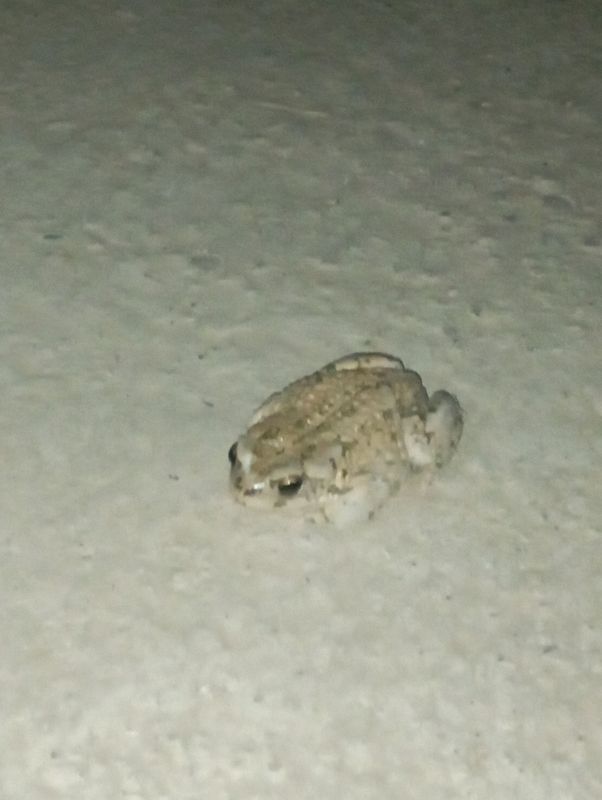 Qurbaqa sotiladi narxi 50ming Qurbaqa sotiladi narxi 50ming
