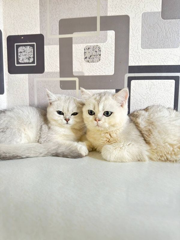 Кот/котёнок/британский шиншила/Chinchilla/mushuk
