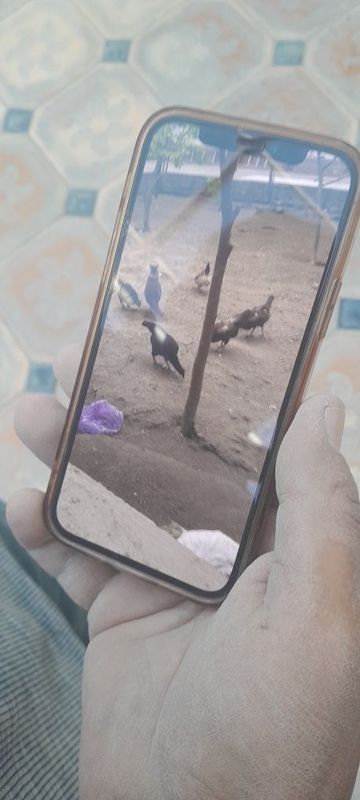 xõrozlar va tovuqlar xõrozlar va tovuqlar