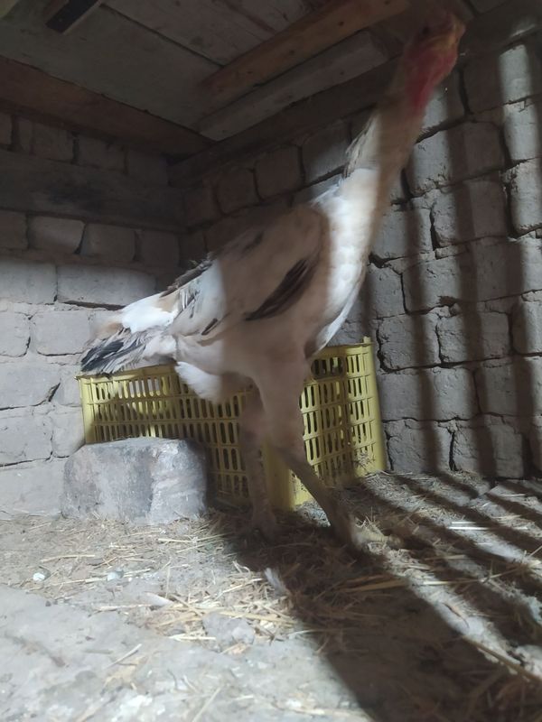 Dakan tovu sotiladi Dakan tovu sotiladi