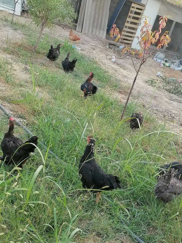 Tovuqlar tuxumda Tovuqlar tuxumda