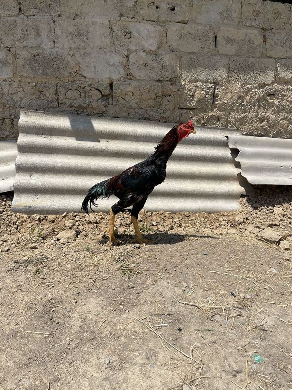Dakan xoroz 1yoshli
