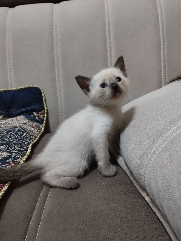 Продаю сиамского котёнка Продаю сиамского котёнка