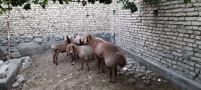 Арашан кучкорлар Арашан кучкорлар