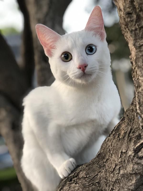Кошка Као Мани, бриллиант среди кошек!!! Кошка Као Мани, бриллиант среди кошек!!!