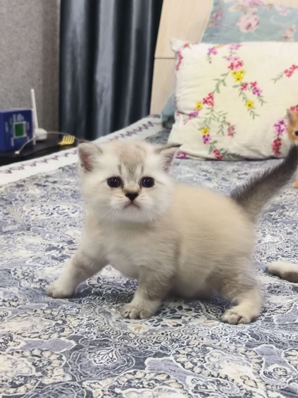 Продаются котята Продаются котята