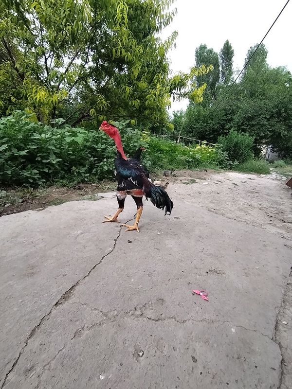 Мадакаскар хороз сотилади 130$ Мадакаскар хороз сотилади 130$