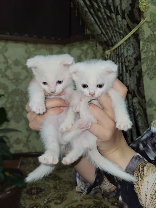 Скотиш фолд бн Страйт боллари