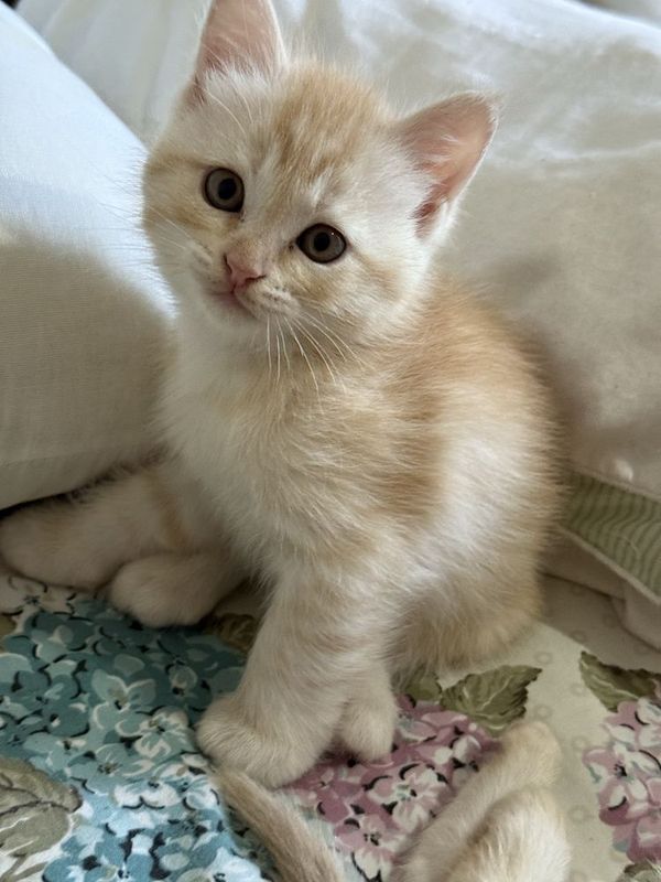 Котенок-мальчик- светло-рыжий Котенок-мальчик- светло-рыжий