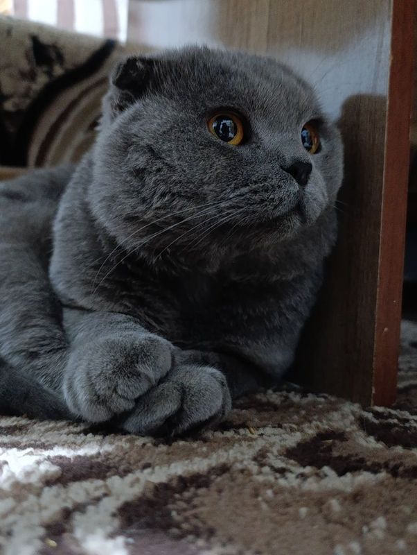 Scottish Fold sotiladi srochnoo!