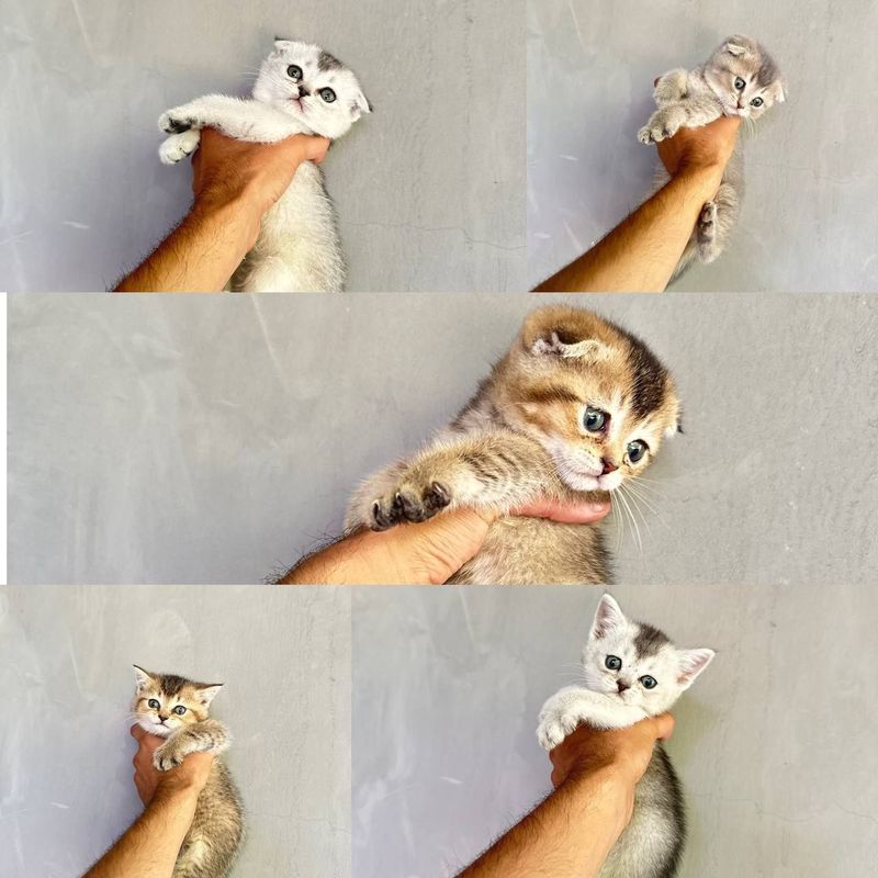 Продаются котята Продаются котята