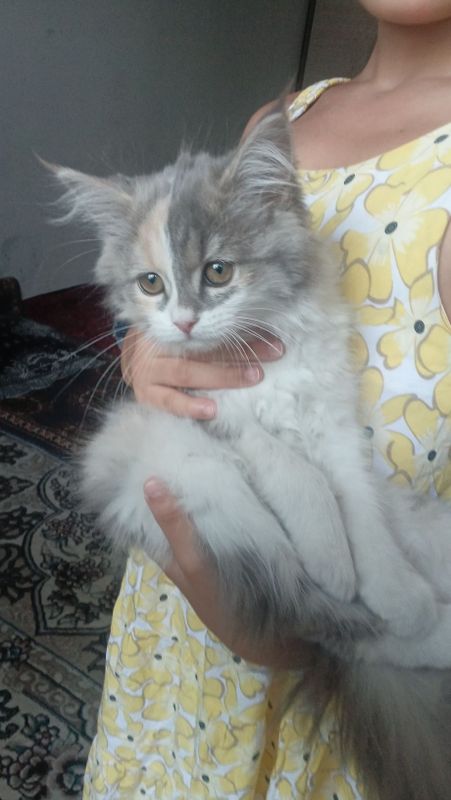 Котёнок 2 месяца Котёнок 2 месяца