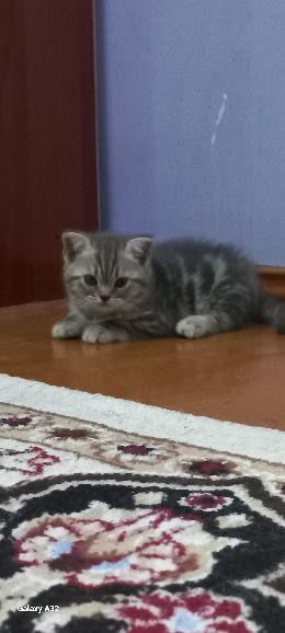 Skotsh strayt zotli mushukcha tez va arzon sotiladi Skotsh strayt zotli mushukcha tez va arzon sotiladi