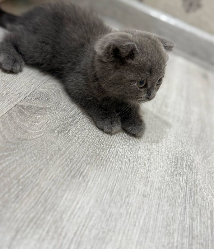 Скотиш Фолд Шотландский Скотиш Фолд Шотландский
