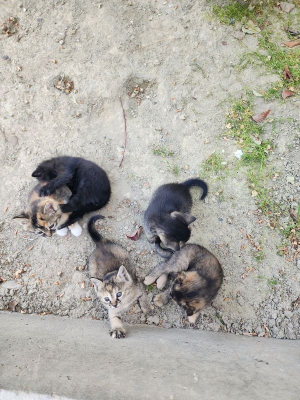 Котята обычной породы Котята обычной породы