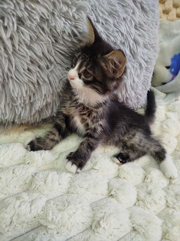 Отдается котенок в хорошие добрые руки Отдается котенок в хорошие добрые руки