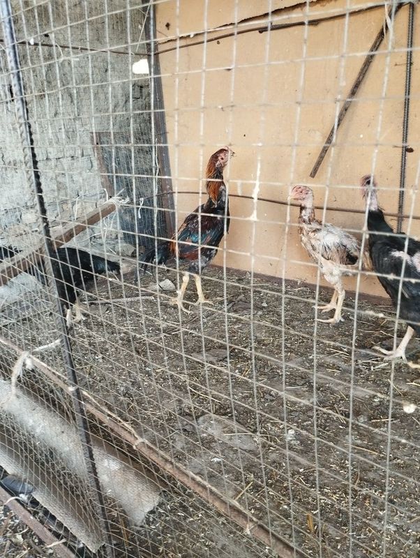 Куланги хуроз ва товуклар сотилади