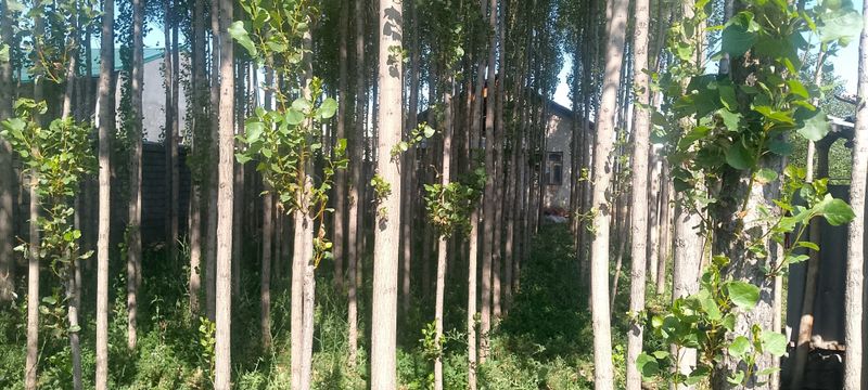 3 сотых участка сотилади. 3 сотых участка сотилади.