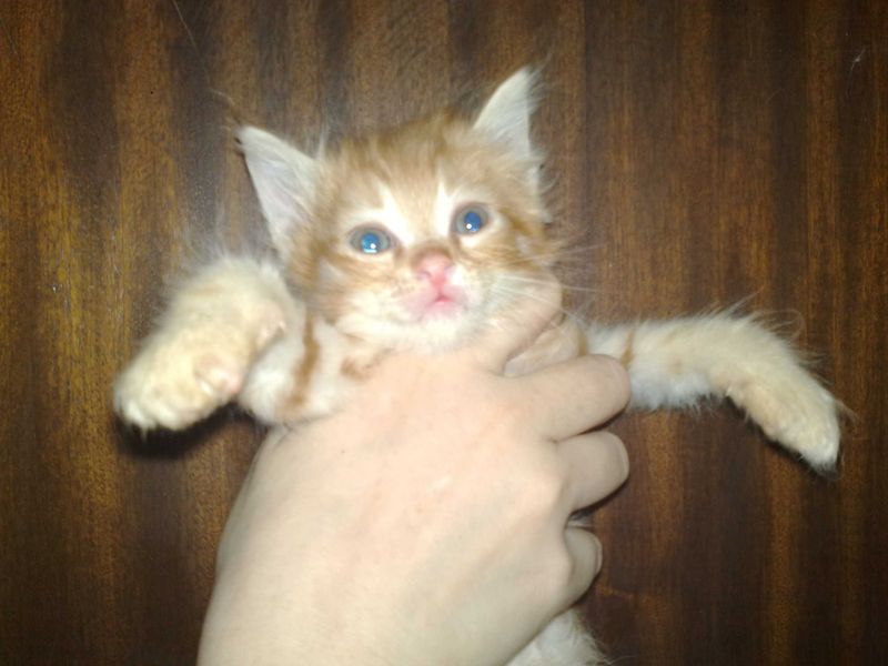 Котятки, бежовый и ярко рыжий, мальчики, 1 месяц