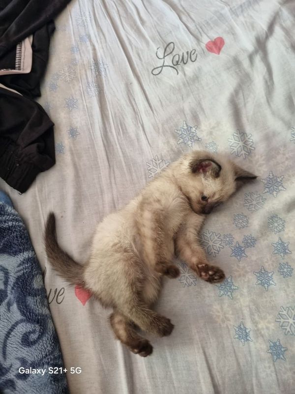 Котёнок сиамской породы Котёнок сиамской породы