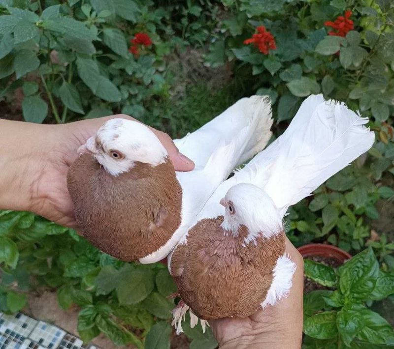 kabutar sotiladi kabutar sotiladi