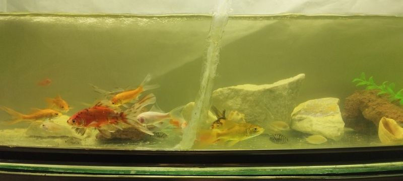Kameta papugay baliqlar Kameta papugay baliqlar