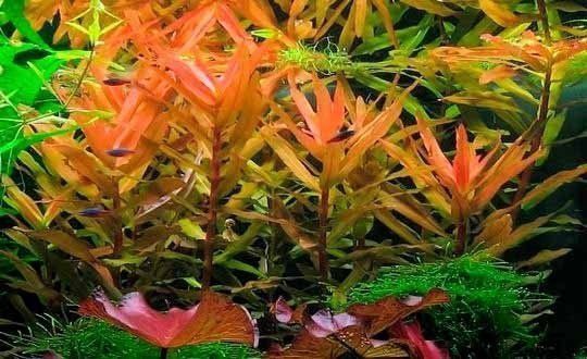 Аквариумное растение: Ammannia gracilis (аммания изящная) Аквариумное растение: Ammannia gracilis (аммания изящная)