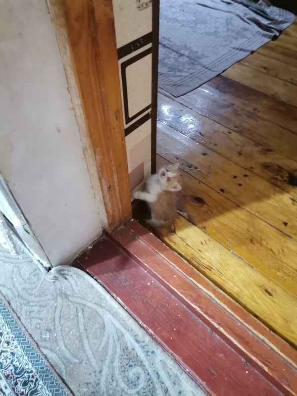 Отдам котят в хорошие руки Отдам котят в хорошие руки