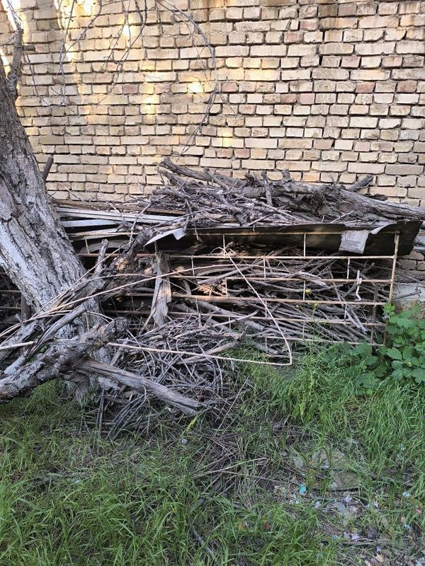 Дрова много и бесплатно Дрова много и бесплатно