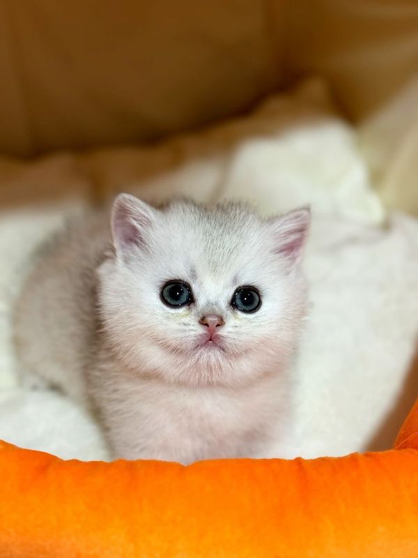 Серебрестый шиншилла Серебрестый шиншилла