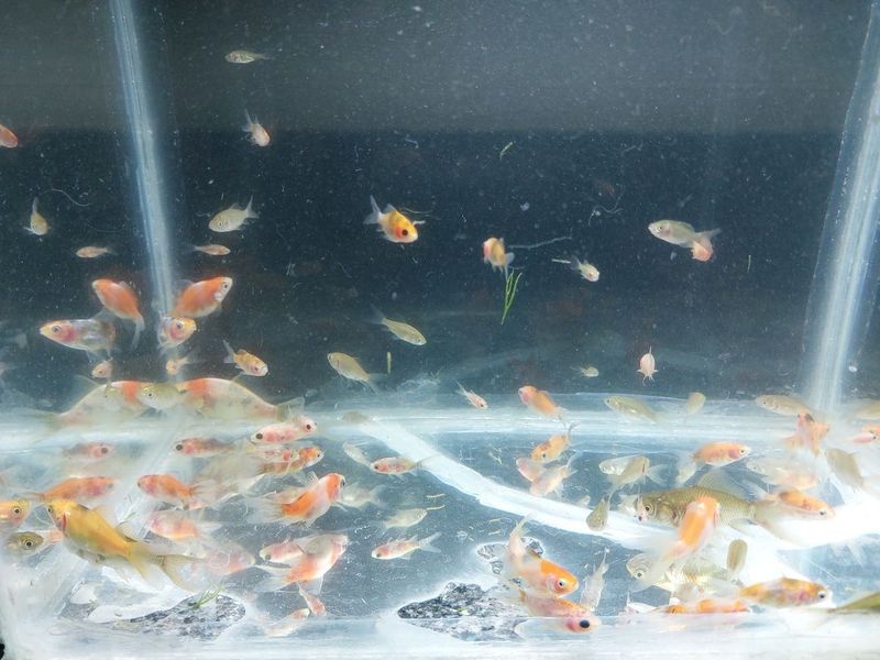 Продаётся рыба комета, kometa baligʻi sotiladi Продаётся рыба комета, kometa baligʻi sotiladi