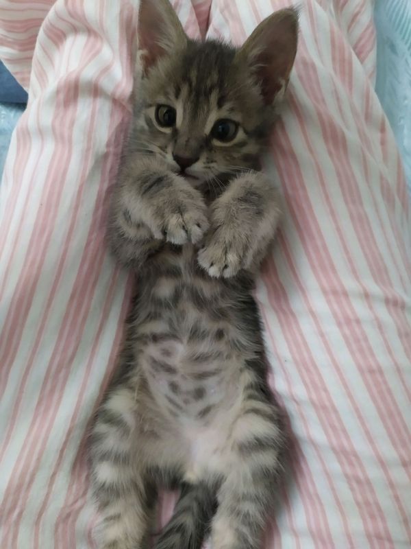Котёнок в добрые и ответственные руки 🤝 Котёнок в добрые и ответственные руки 🤝