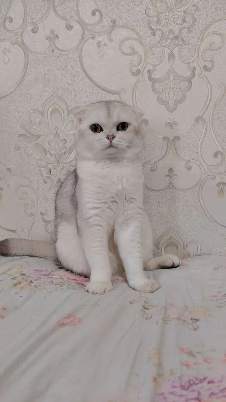 zotli toza mushuklar oladiganlar telogramga yozila