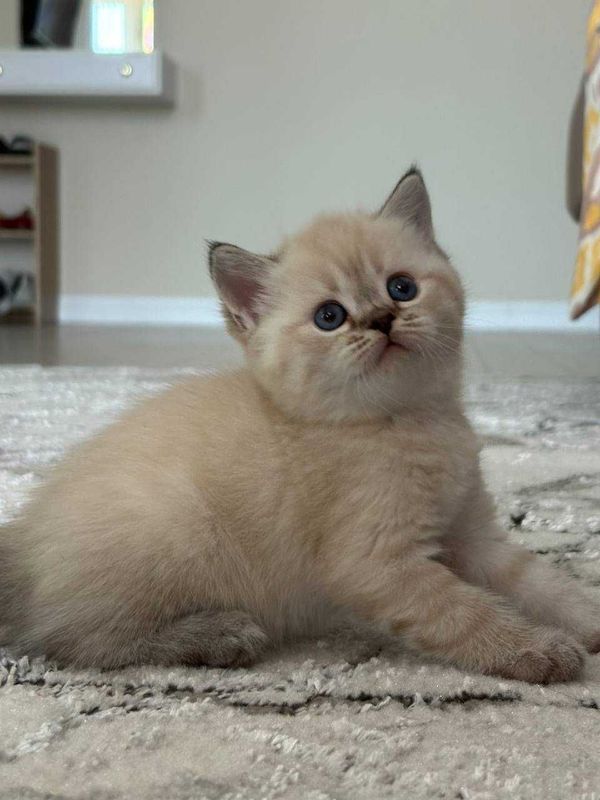 British shorthair mushukcha sotiladi