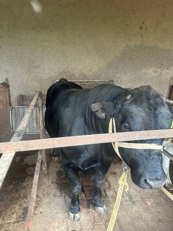 Angus buqa sotiladi qurbonlika