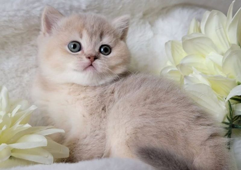 Шотланские котята шиншиллы Шотланские котята шиншиллы