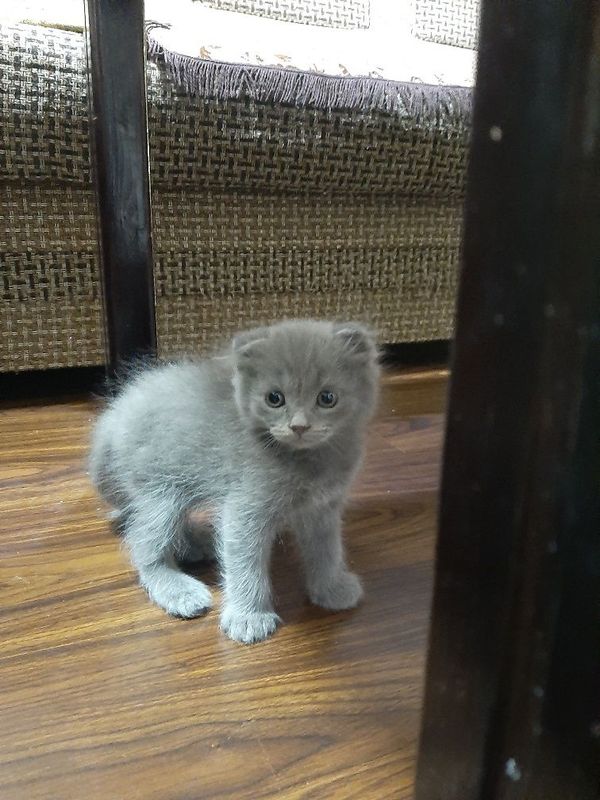 Скоттиш Котята мушуклар сотилади Скоттиш Котята мушуклар сотилади