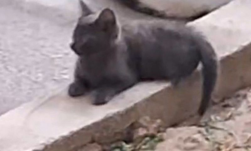 Продаю котёнка, кто сколько предложит?