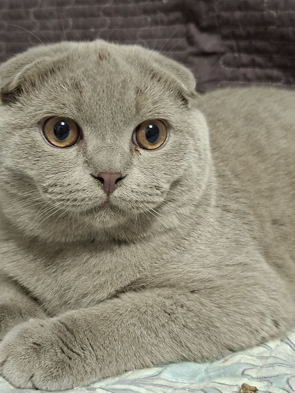 Шотландские скоттиш страйт и скоттиш фолд Шотландские скоттиш страйт и скоттиш фолд