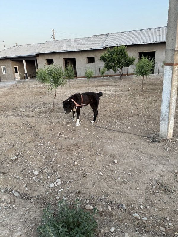 Assalomu alaykum alabay it sotiladi sog'lom Assalomu alaykum alabay it sotiladi sog'lom