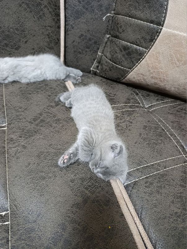 Продаётся котята Продаётся котята